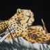 Amiri T-shirts #A25229